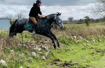 Pony-for-sale