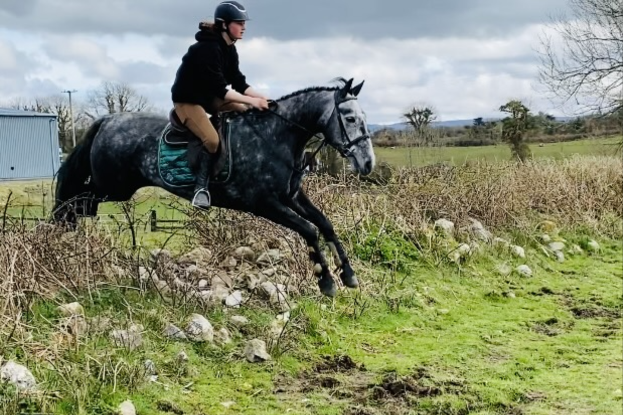 Pony-for-sale