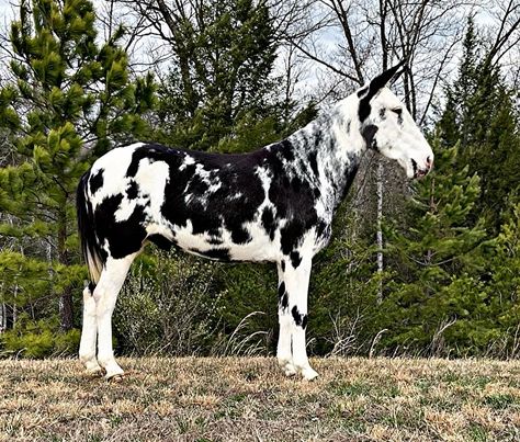 Preacher-Mule-Gelding