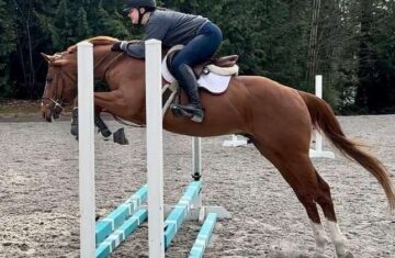 Prime-Time-Thoroughbred-Gelding