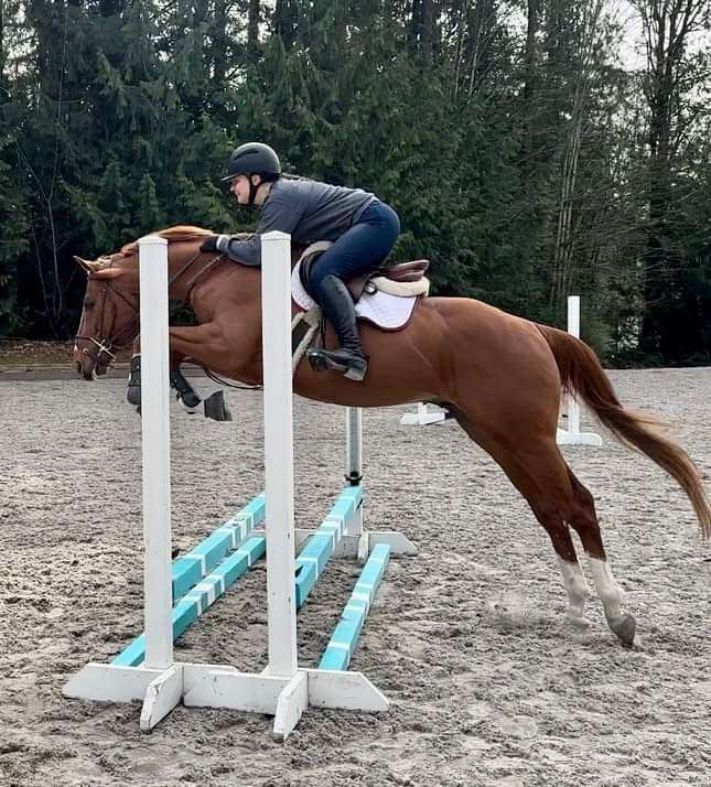 Prime-Time-Thoroughbred-Gelding