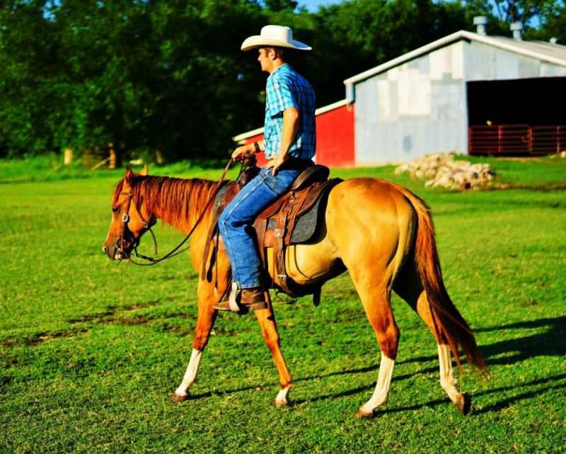 Quarter-Horse-Gelding