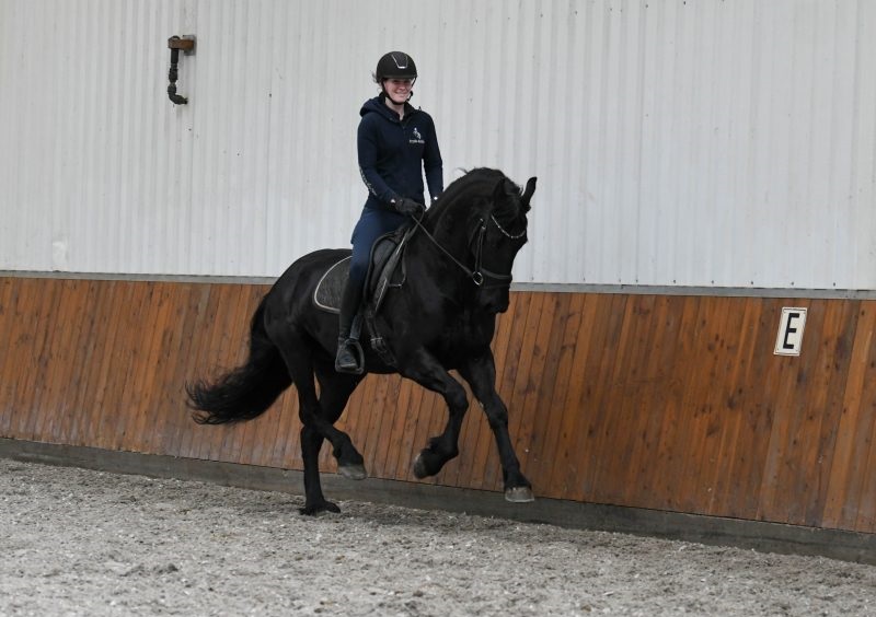 Queen-Friesian-Mare
