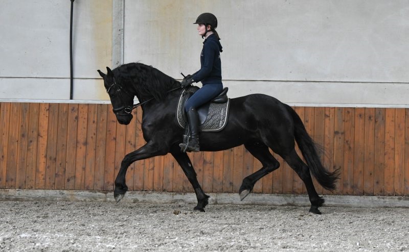 Queen-Friesian-Mare1