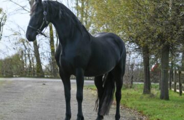 Queen-Friesian-Mare3-1