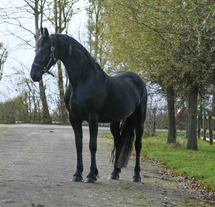 Queen-Friesian-Mare3