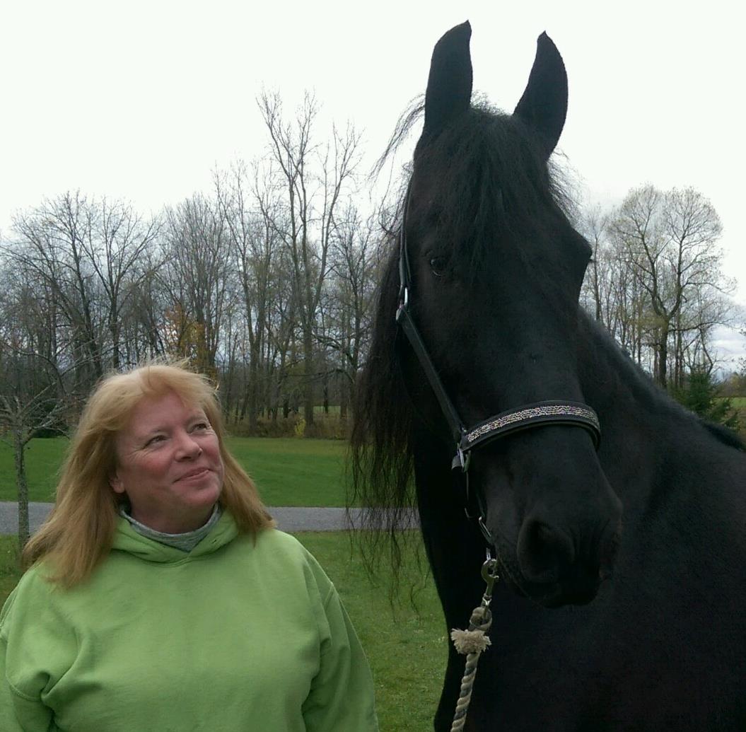Black friesian horse