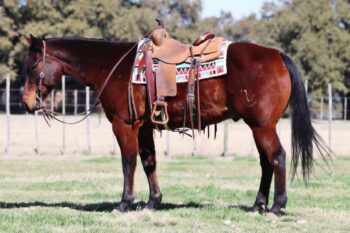 Rbr-Waresthechics-Quarter-Gelding-1