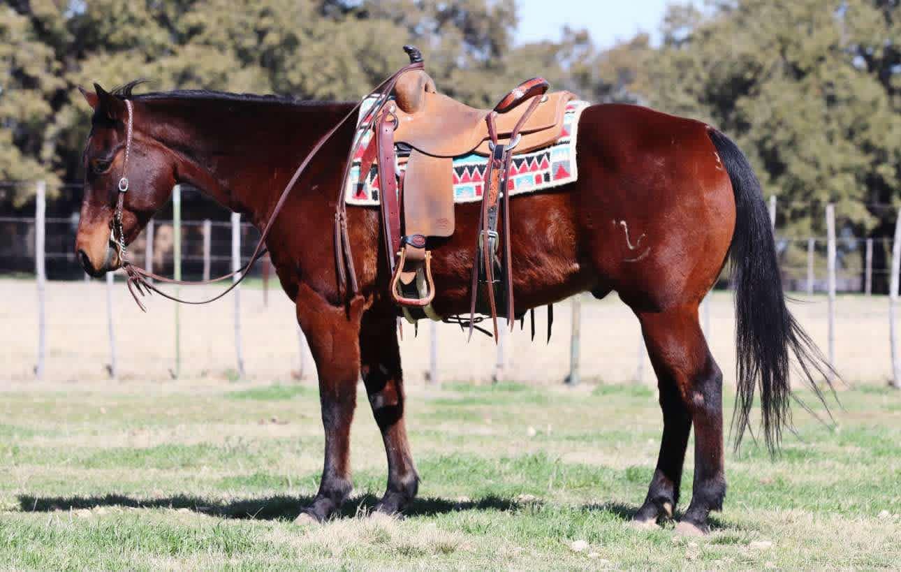 Rbr-Waresthechics-Quarter-Gelding-1