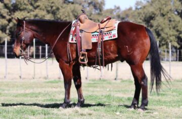 Rbr-Waresthechics-Quarter-Gelding