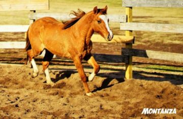 Red-Dun-Quarter-Horse-Gelding