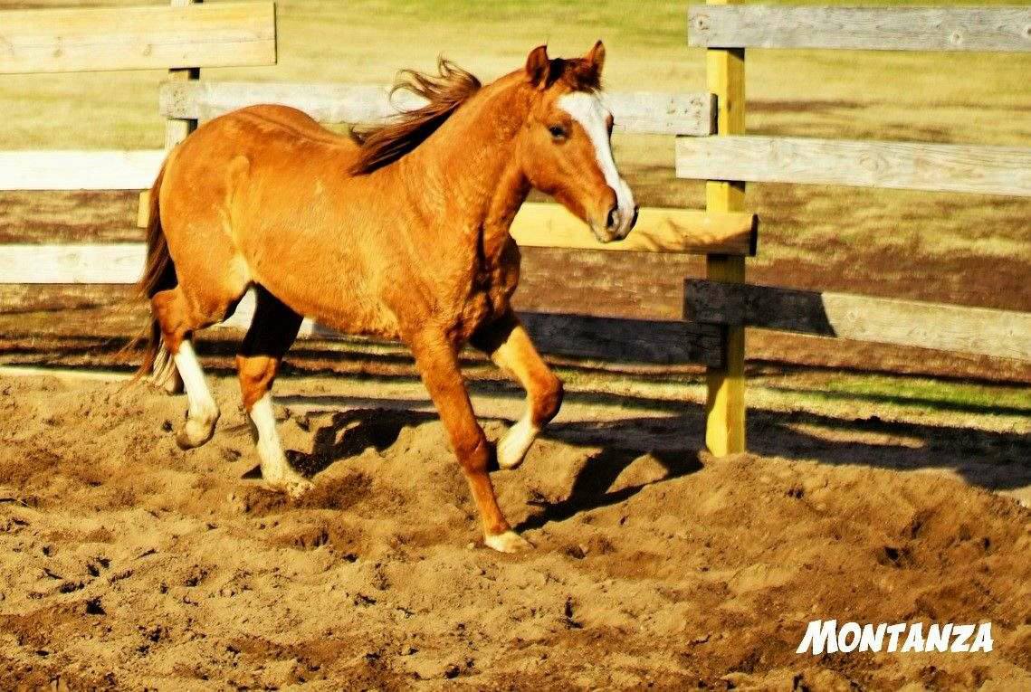 Red-Dun-Quarter-Horse-Gelding