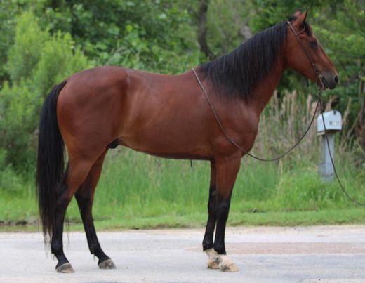 Reed-Andalusian-Gelding