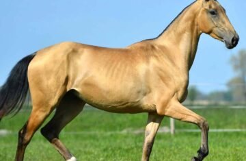 Reimer-Sporthorses-Stud-for-Germany