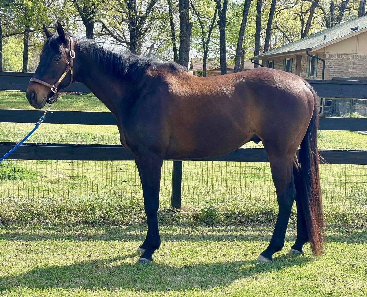 Revin-It-Up-Thoroughbred-Gelding