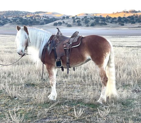Rinalta-DTA-Dallas-Haflinger-Mare