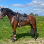 Rosehill-Horses-1