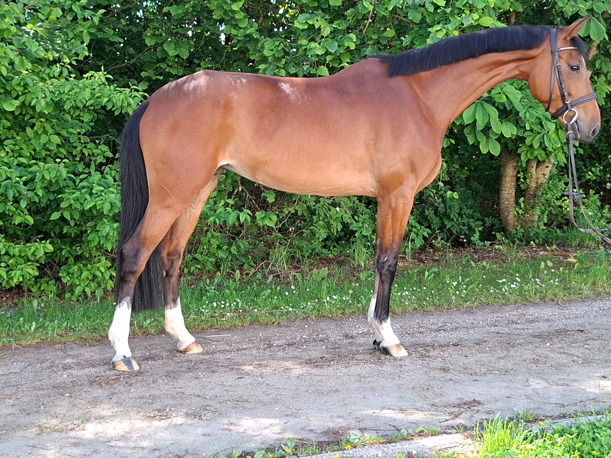 Light modern warmblood jumper/eventer