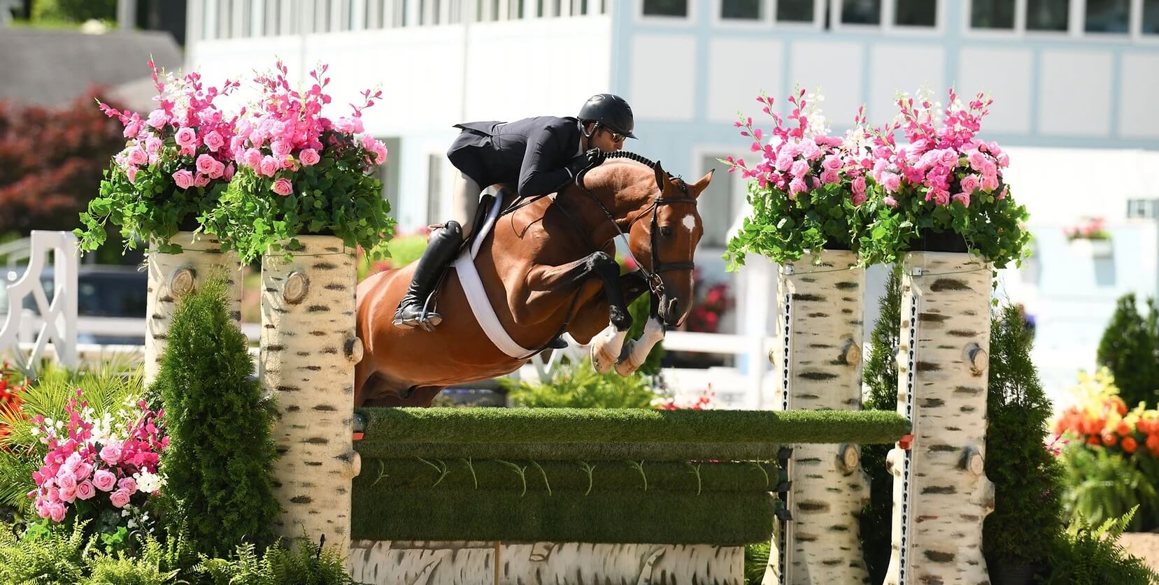 Ryan-Pedigo-Sport-Horses