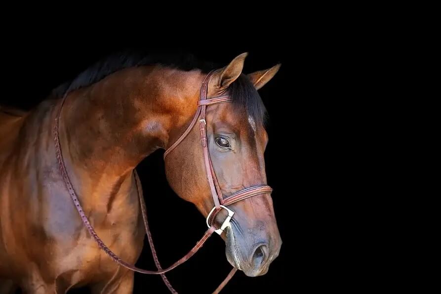 Ryan-Pedigo-sport-horses
