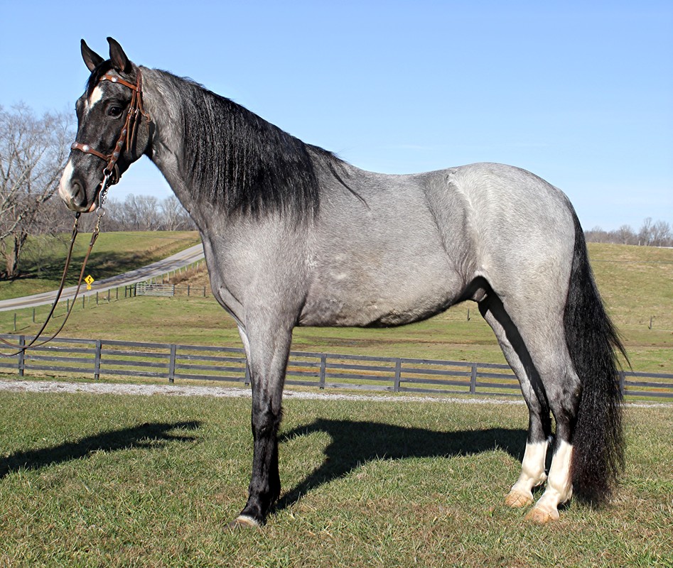 SFF-Pushers-Blue-Smoke-Tennessee-Walking-Gelding