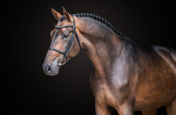 Salesporthorses