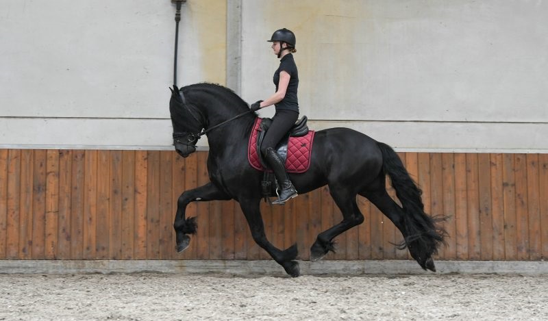 School-Boy-Friesian-Stallion3