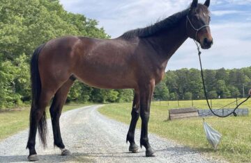 Shamrock-Thoroughbred-Gelding