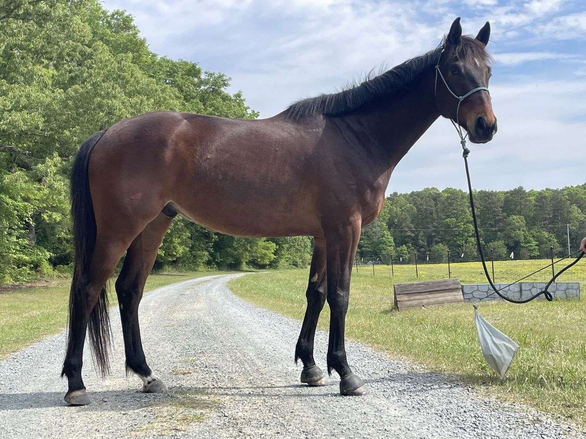 Shamrock-Thoroughbred-Gelding