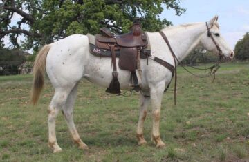 Shesa-Quiet-Image-Appaloosa-Gelding