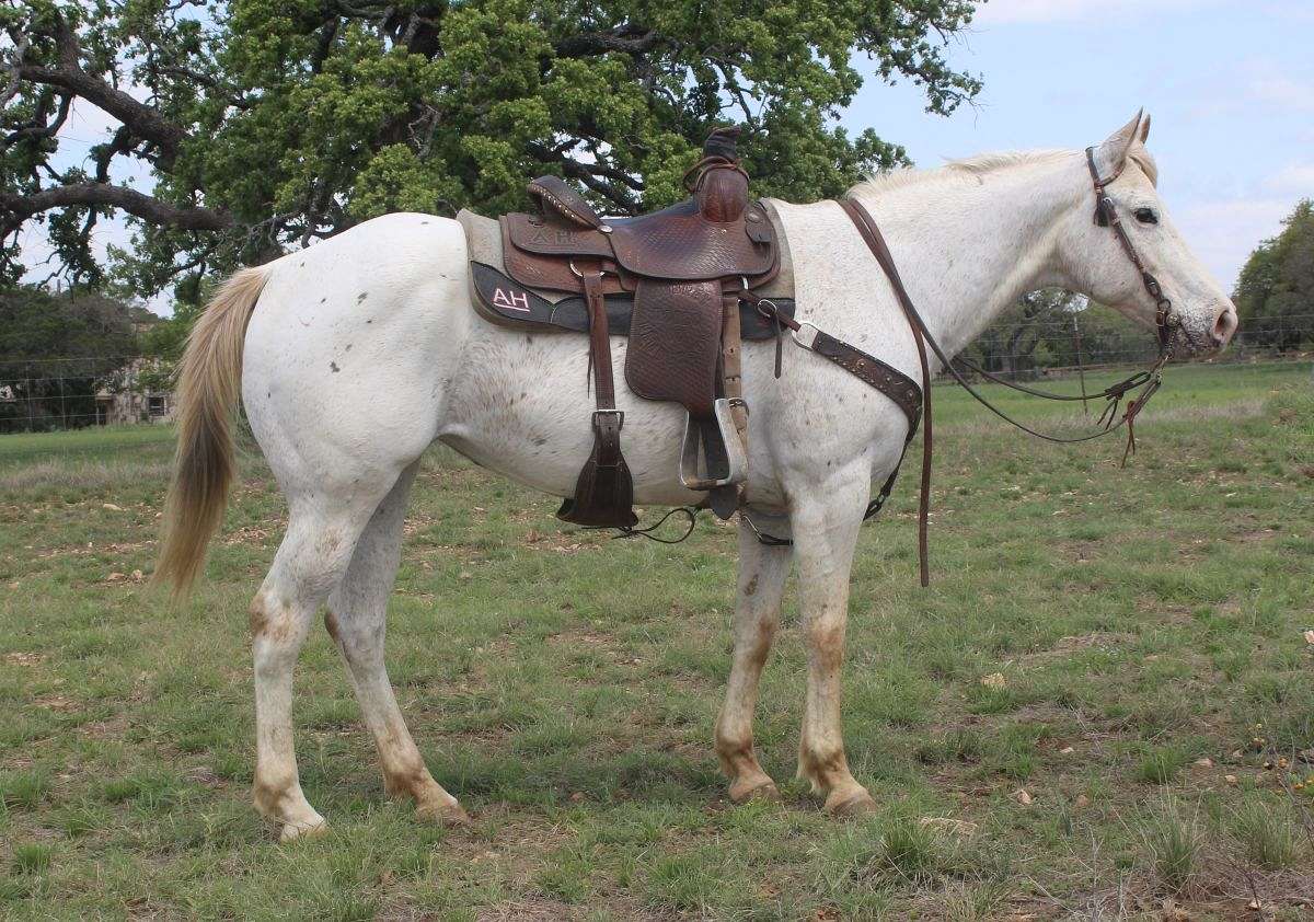 Shesa-Quiet-Image-Appaloosa-Gelding