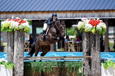 Show-Jumping-Horses