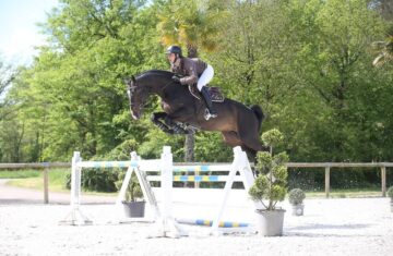 Show-jumping-horses-for-sale