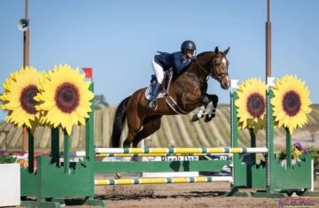 Showjumping-horses-Germany