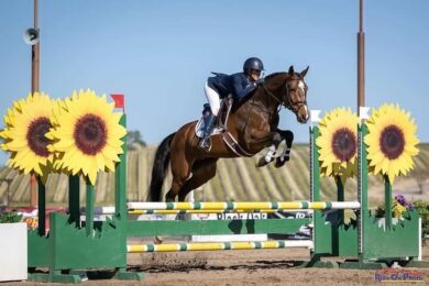 Showjumping-horses-Germany