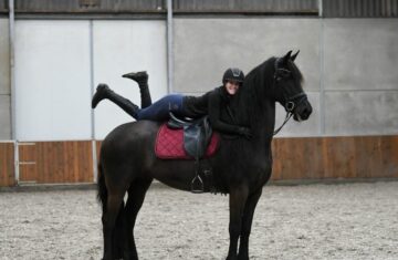 Silver-Friesian-Mare14-1