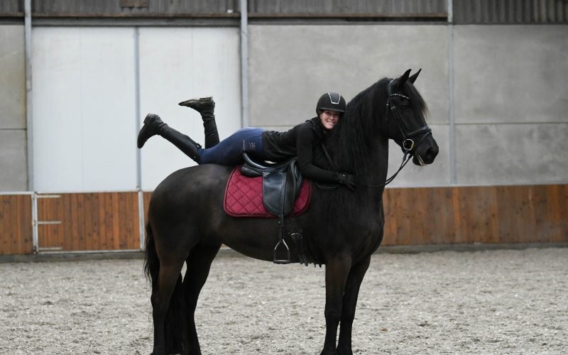 Silver-Friesian-Mare14
