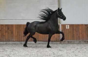 Silver-Friesian-Mare15