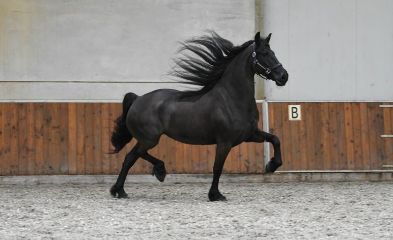 Silver-Friesian-Mare15