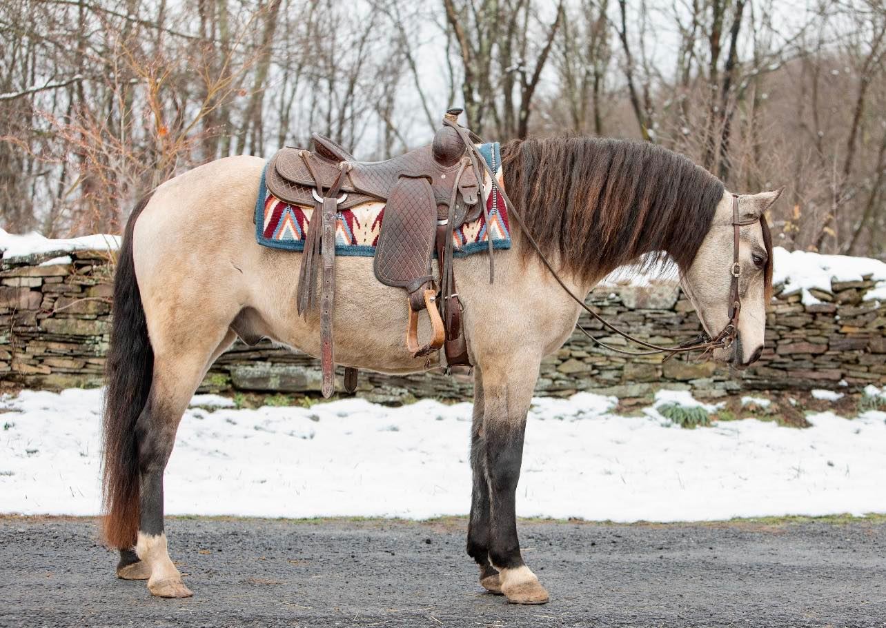 Simba-Andalusian-Gelding