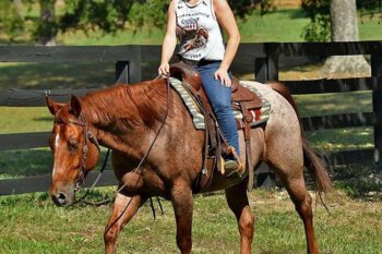 Smarty-Quarter-Gelding-1