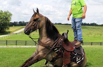Smokey-The-Wonder-Horse-Mustang-Gelding