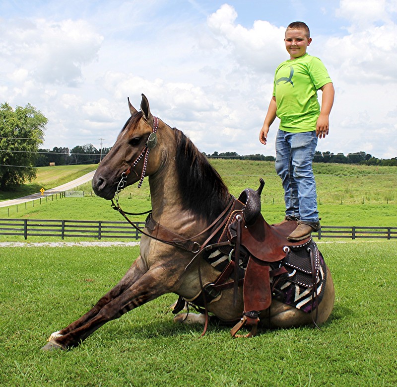 Smokey-The-Wonder-Horse-Mustang-Gelding