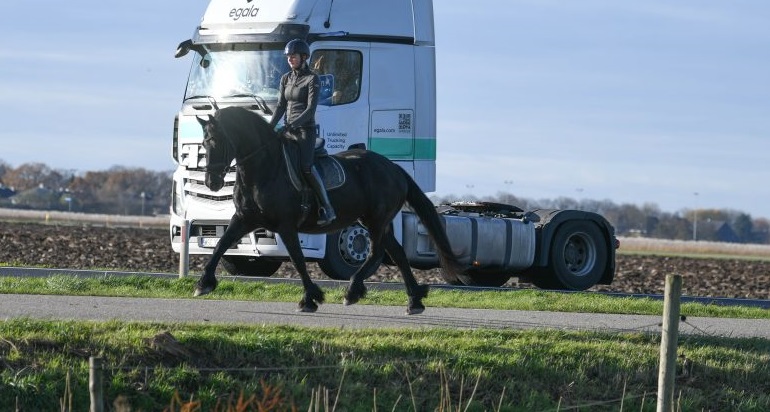 Smooth-Touch-Friesian-Mare18