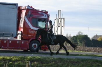 Smooth-Touch-Friesian-Mare20