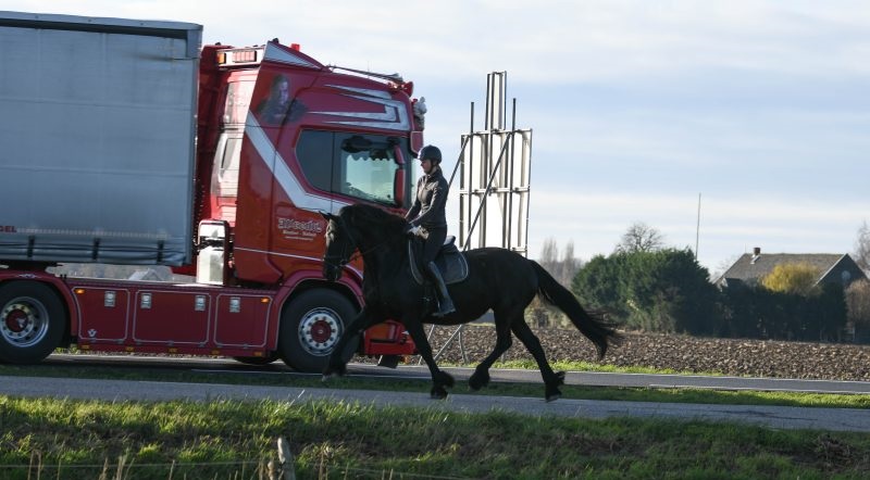 Smooth-Touch-Friesian-Mare20