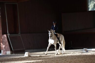 Spain-horses