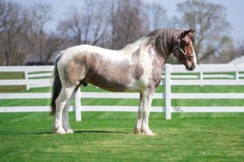 Spirit-Quarter-Gelding-1