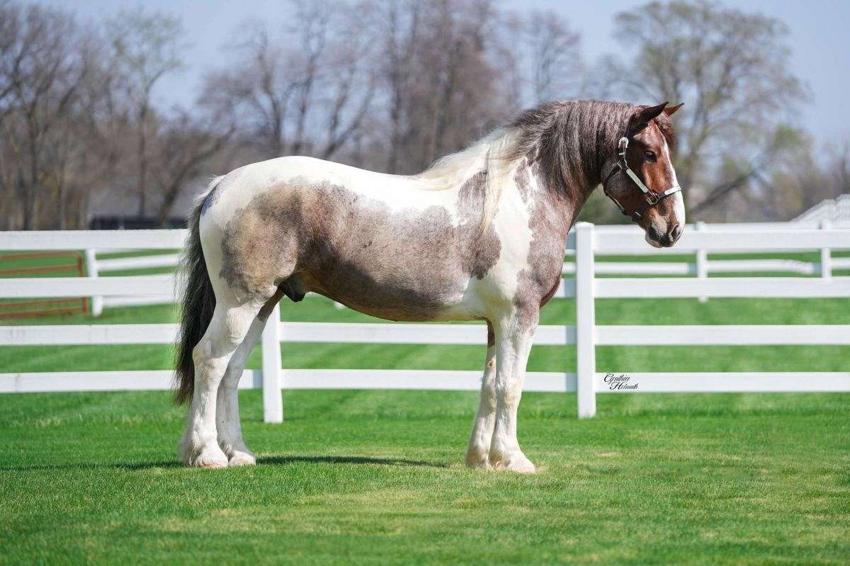 Spirit-Quarter-Gelding-1