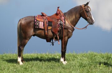 Sport-Rocky-Mountain-Gelding